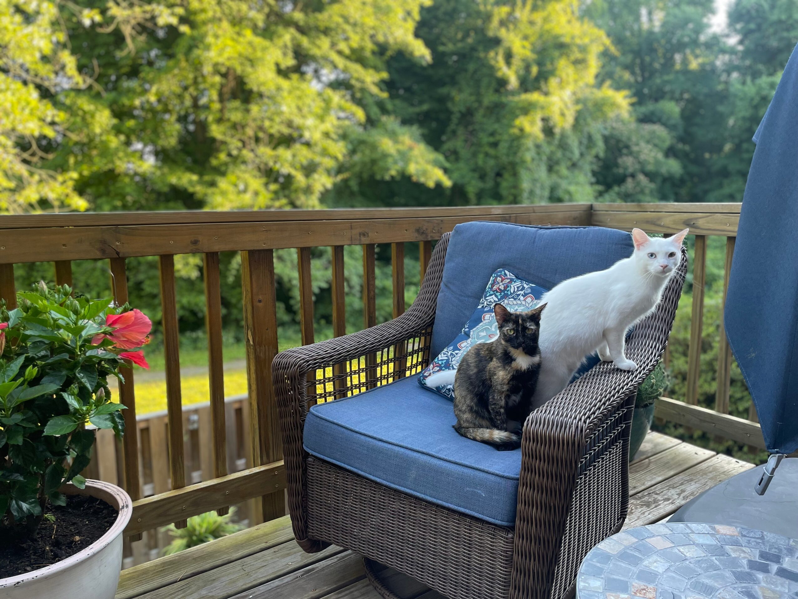 Two cats sitting on a blue cushioned wicker chair on a wooden deck with trees in the background.