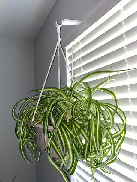 Hanging spider plant with long, arching green and white striped leaves near window blinds.