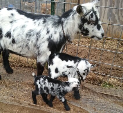 A mother goat with black and white fur stands near two young goats, inside a fenced enclosure.