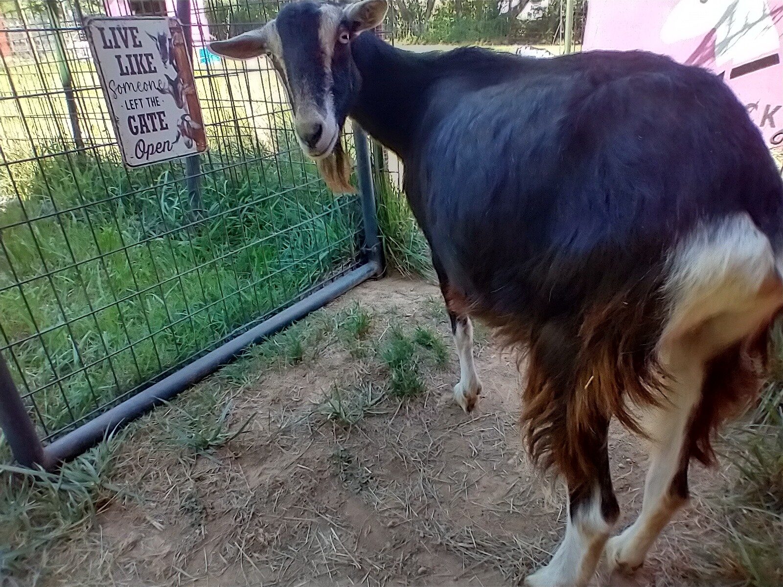 A horse with a black and brown coat stands outdoors near a metal fence, with a sign attached to the fence, on a dirt ground.