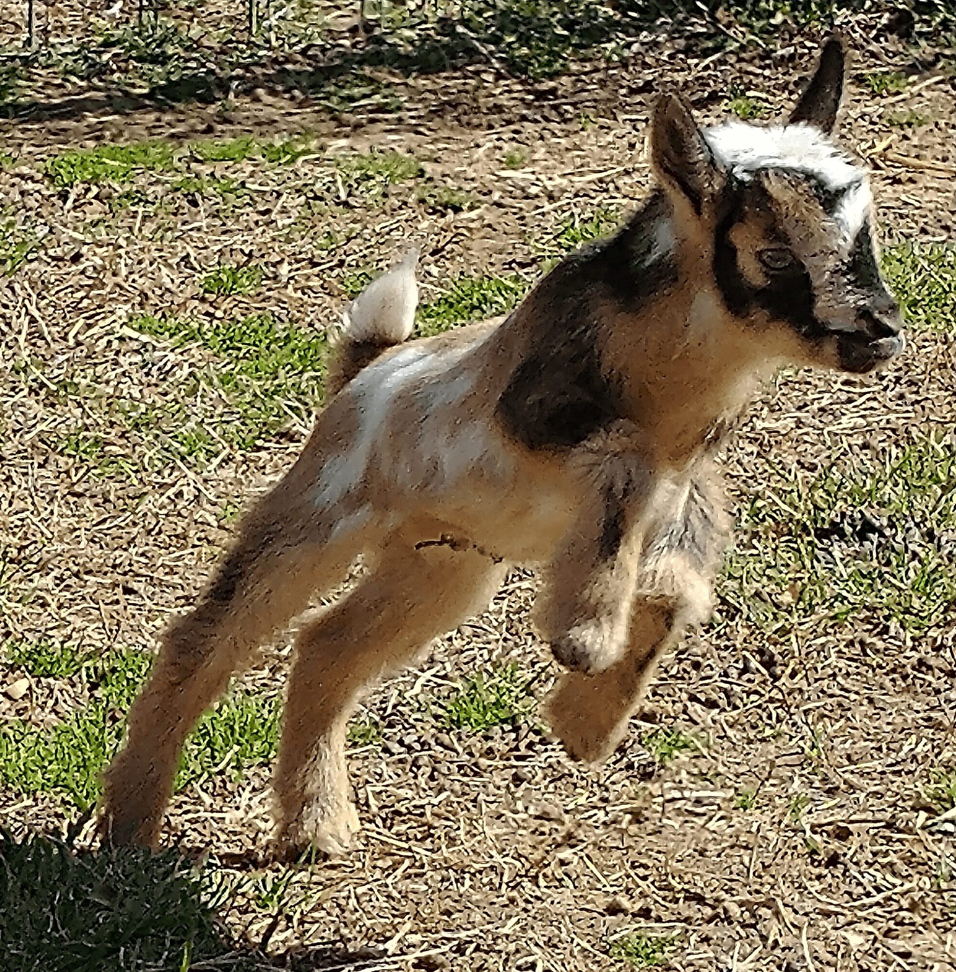 Young goat running on grass with a mix of brown, white, and black fur, ears upright, tail curled, outdoors.