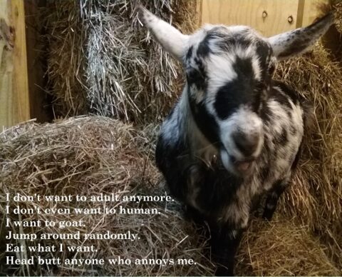 A goat standing in a barn with hay, accompanied by text about not wanting to adult or be human.