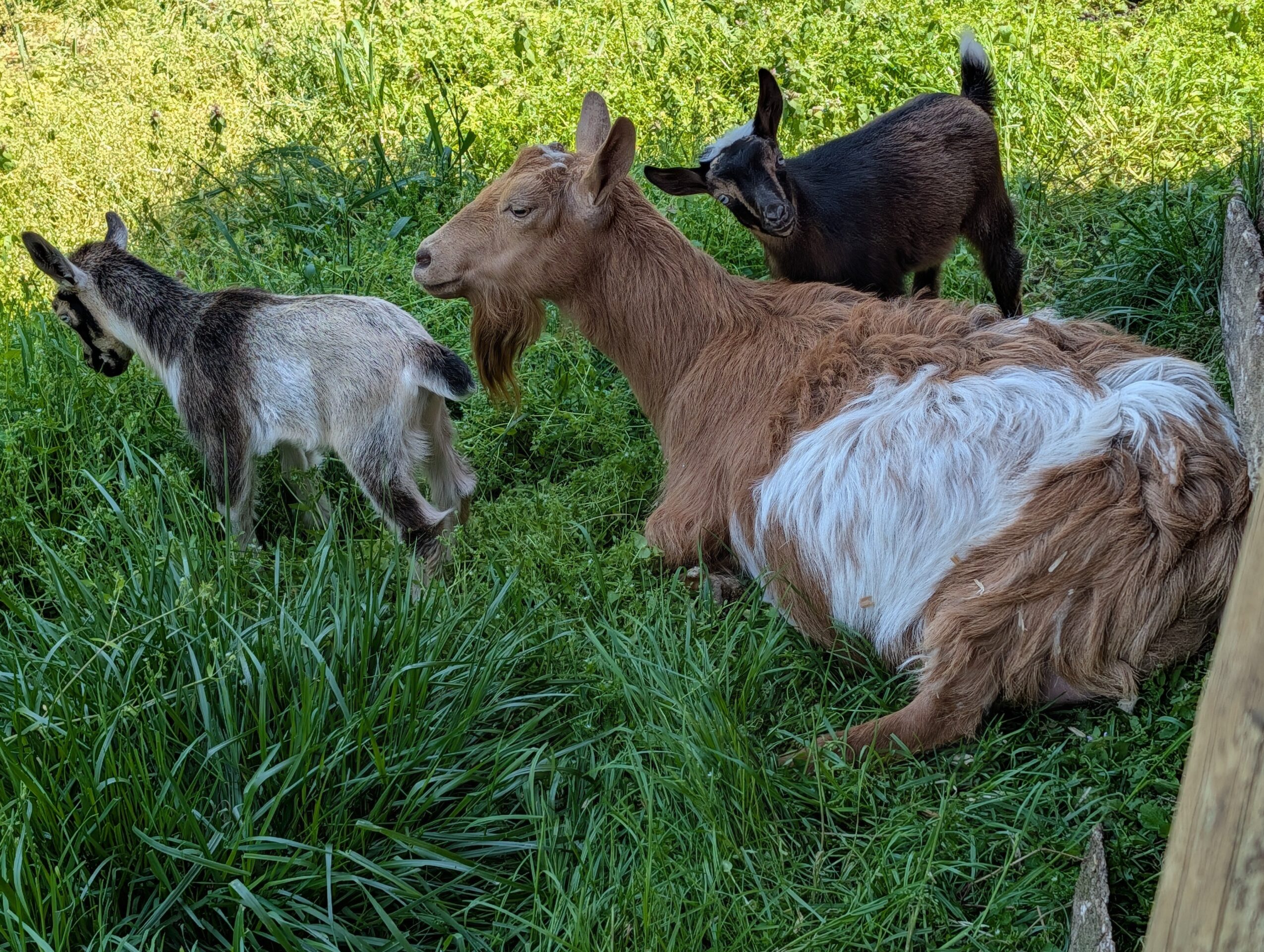 Group of goats grazing on green grass outdoors, with sunlight and shadows, some standing and one lying down.