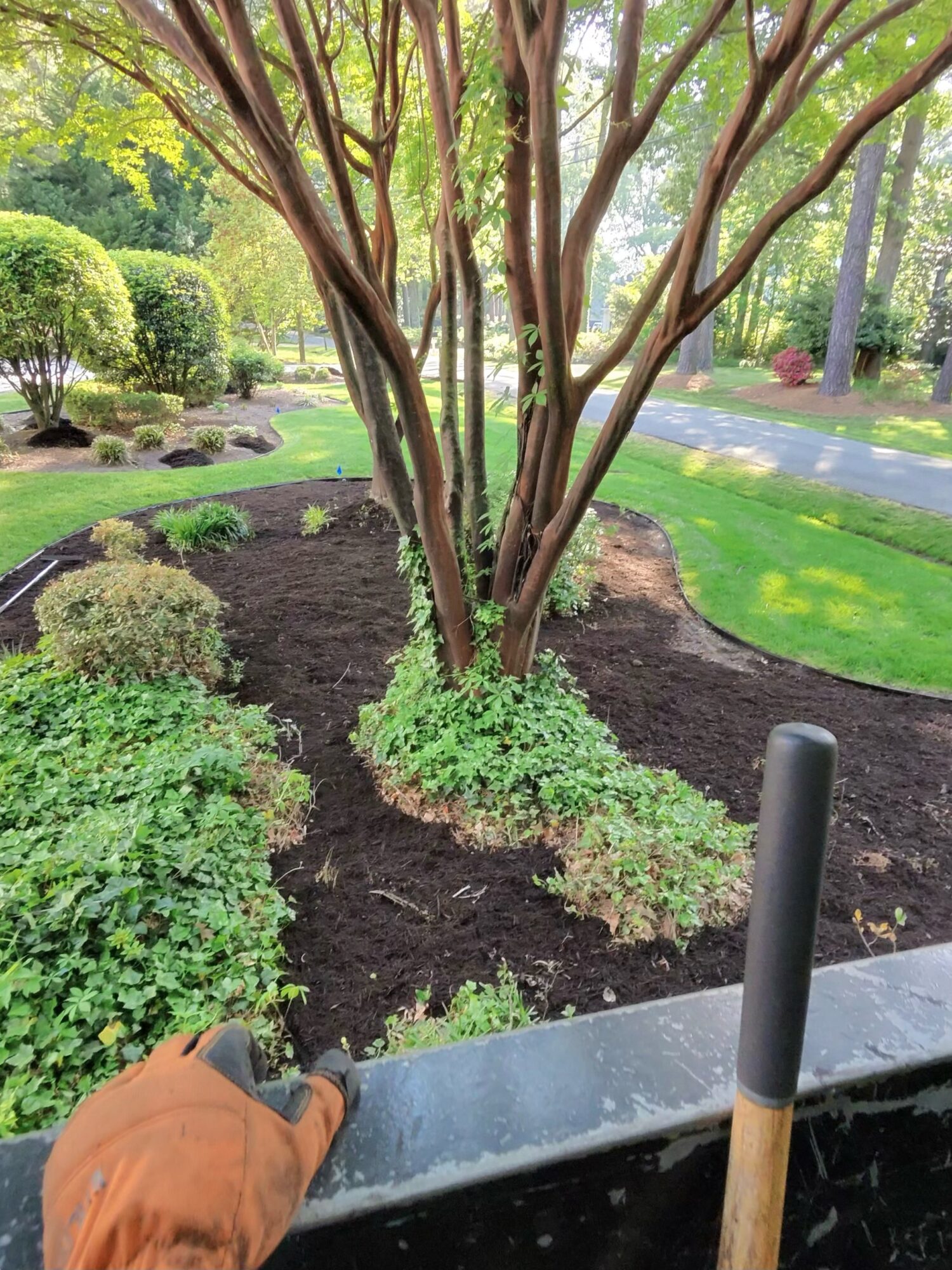 Garden with a tree, bushes, and a lawn, viewed from a paved area with a gardening tool in the foreground.