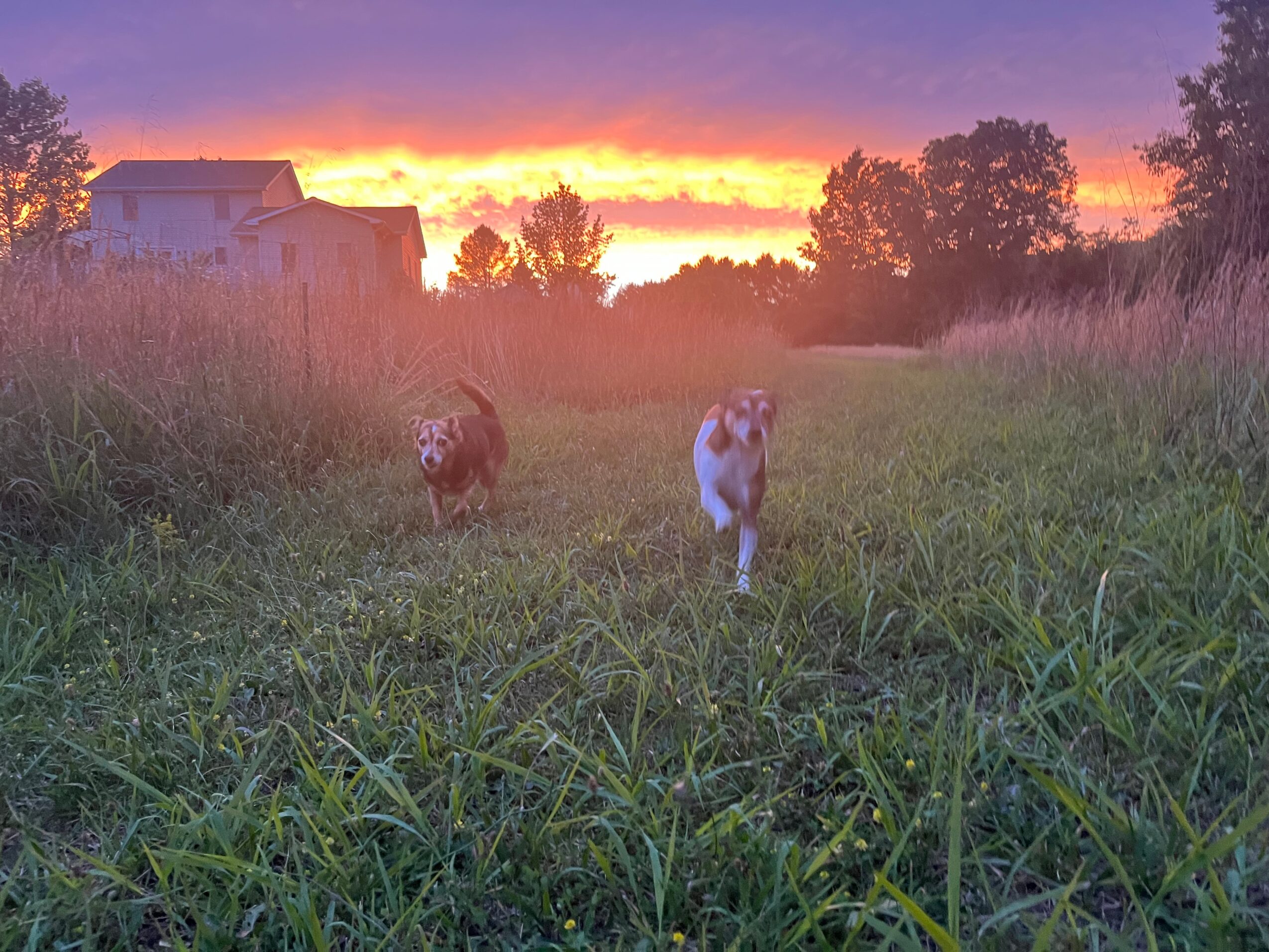 Two dogs running in a grassy field at sunset with trees and buildings in the background.