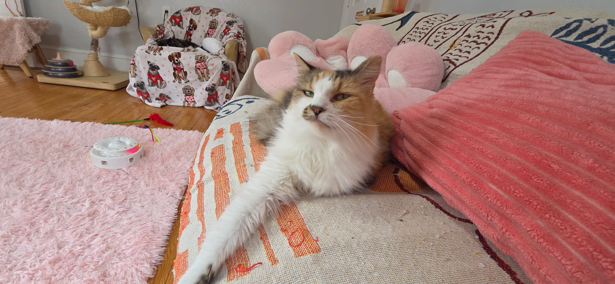 Cat with pink bow resting on a sofa with pink and red cushions, in a cozy living room.