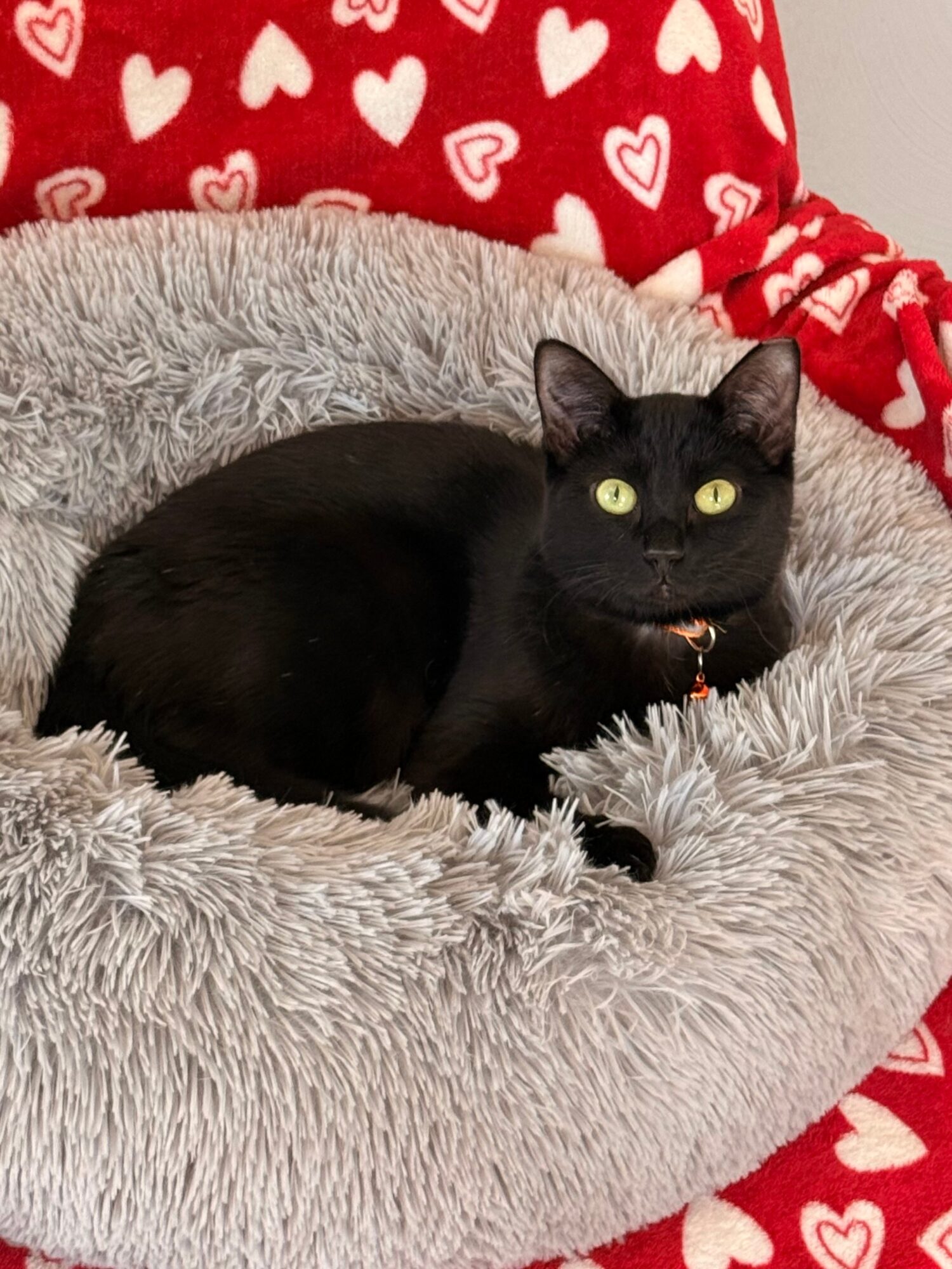 Black cat with yellow eyes lying on a fluffy gray bed, with a red blanket with white hearts in the background.