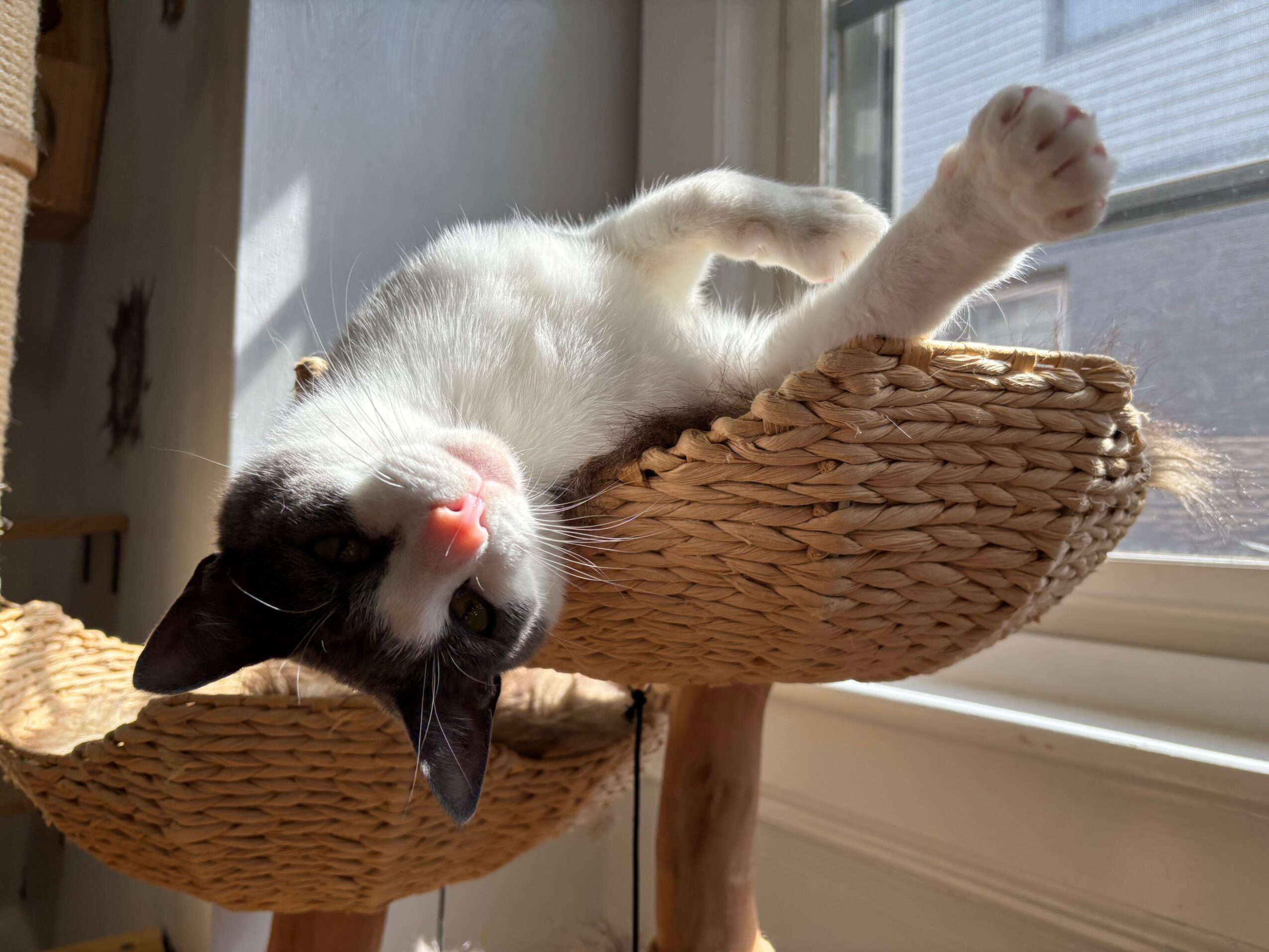 Black and white cat lying upside down on a woven basket, with sunlight coming through a window.