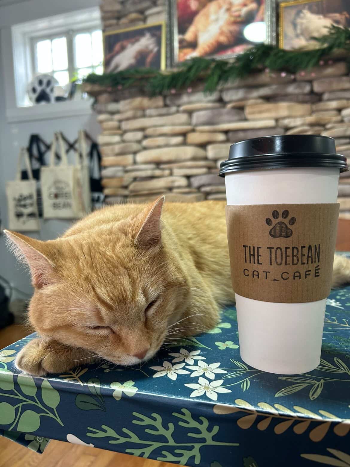 Orange cat sleeping next to a to-go coffee cup on a table with a floral tablecloth, inside a cafe with a stone wall.
